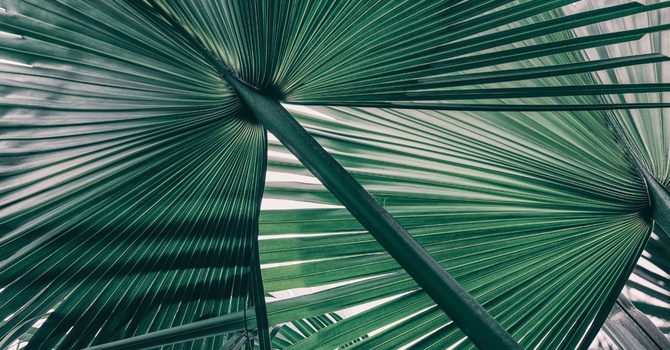 Defender Vibes IV Infusion